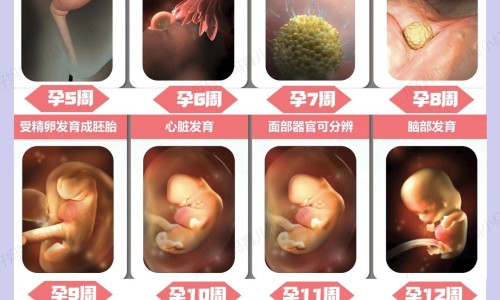 肺癌吃什么中药最补网肺癌吃什么中药最补身体知识网站,分享肺癌吃什么中药最补充营养大全